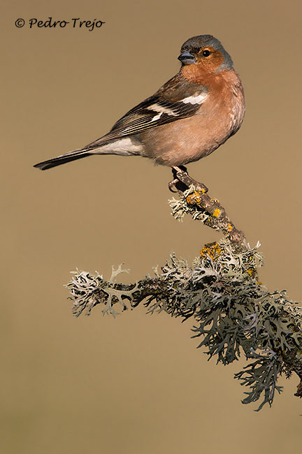 Pinzon vulgar (Fringilla coelebs)